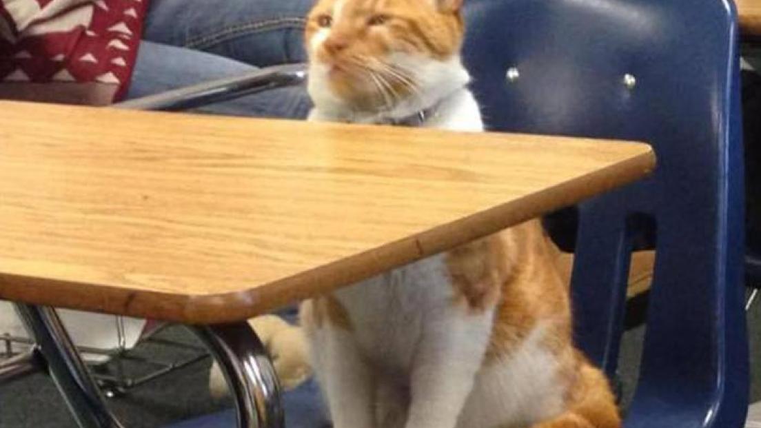 Si chiama "Bubba" ed è uno studente modello ... a 4 zampe!