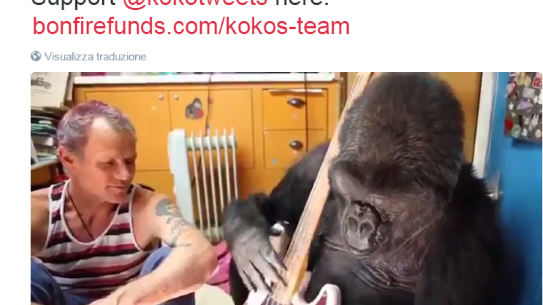 Red Hot Chili Peppers, Flea suona con il gorilla Koko. Guarda il video
