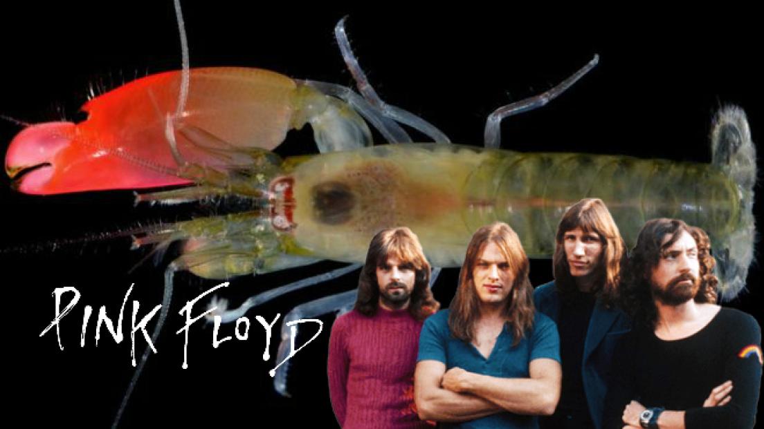 Pink Floyd: scienziati amanti del rock scoprono un nuovo gambero rosa e lo chiamano "Pinkfloydi"