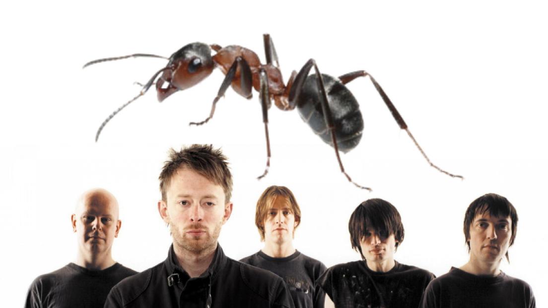 Radiohead: una nuova specie di formica porterà il nome della band