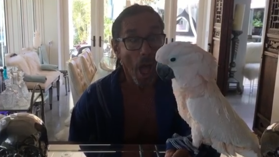 Il pappagallo di Iggy Pop è diventato la mascotte del Byron Bay Wildlife Hospital in Australia. Guarda il video