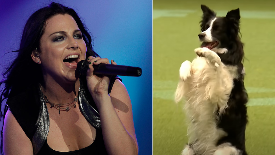 Il Border Collie che danza su Bring Me To Life degli Evanescence. Guarda il video