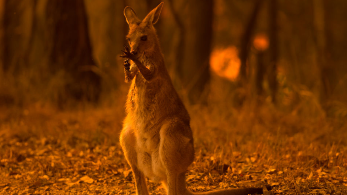Australia, le radio vietano le canzoni che parlano del fuoco. L'elenco di alcuni brani