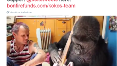 Red Hot Chili Peppers, Flea suona con il gorilla Koko. Guarda il video
