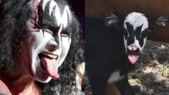 Kiss: il sosia di Gene Simmons è... un vitello! Guarda la foto