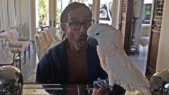 Iggy Pop ha creato un profilo Instagram per il suo pappagallo: Biggy Pop! Guarda i video