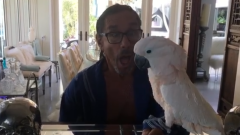 Il pappagallo di Iggy Pop è diventato la mascotte del Byron Bay Wildlife Hospital in Australia. Guarda il video