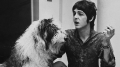 Top 10 delle canzoni rock dedicate ai cani 