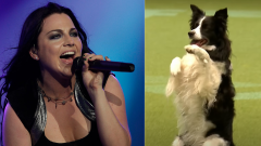 Il Border Collie che danza su Bring Me To Life degli Evanescence. Guarda il video