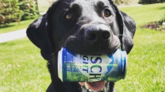 Birra: ecco la Busch Dog Brew, la birra analcolica per cani. Come è composta