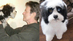 È morto Max, il cagnolino di David Bowie (con gli occhi diversi come quelli del Duca Bianco). Guarda le foto pubblicate dalla figlia