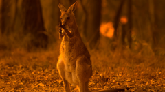 Australia, le radio vietano le canzoni che parlano del fuoco. L'elenco di alcuni brani

