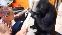 Red Hot Chili Peppers: Flea insegna a suonare il basso al gorilla Koko! Guarda il video