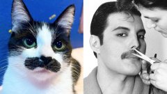 Mostaccioli The Cat, la gatta che assomiglia a Freddie Mercury e che sta facendo impazzire i social. Guarda le foto