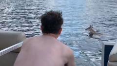 Blink-182: Mark Hoppus ha salvato dall'annegamento un cervo finito in un lago. Guarda il video