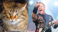 Metalli-Cat, il gattino che fa headbanging ascoltando Enter Sandman